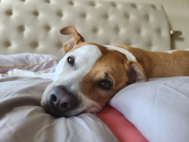 Quando as patas ficam cansadas: como adaptar sua casa para um pet idoso com mais conforto e menos dor