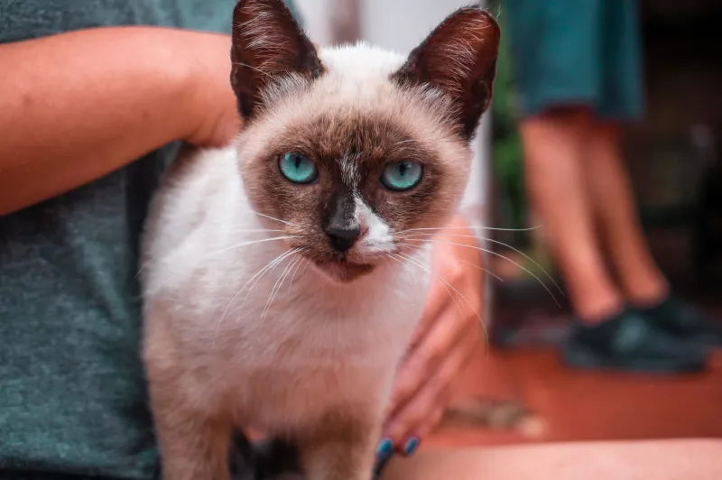 Qual pet combina com você? Descubra se seu estilo de vida pede um cão ou um gato antes de tomar essa decisão
