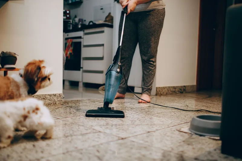 Cheiro de pet em casa: o que está causando e como resolver sem colocar seu animal em risco