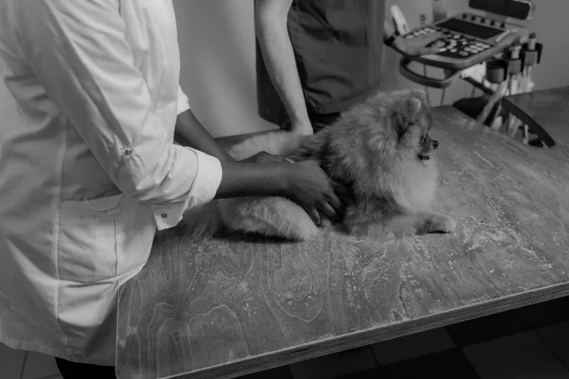 Clínica veterinária: o que você precisa saber antes de escolher a melhor para o seu pet