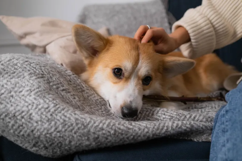 Quando o pelo começa a embranquecer: um guia honesto para cuidar do seu pet na terceira idade