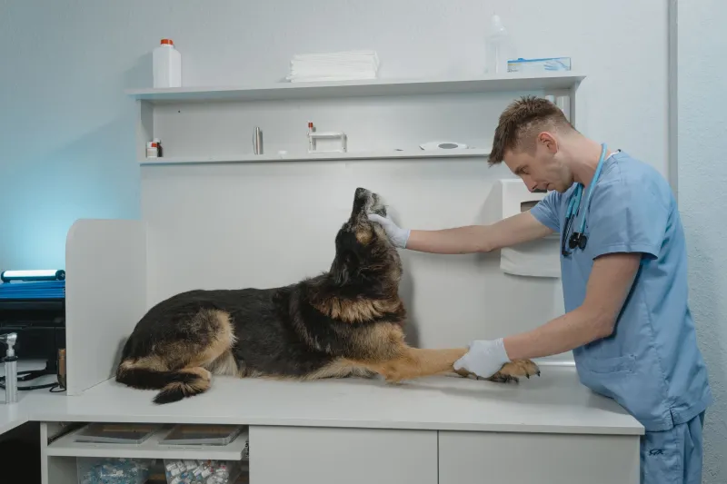 Meu pet passou mal de madrugada: como agir nas emergências veterinárias fora do horário comercial