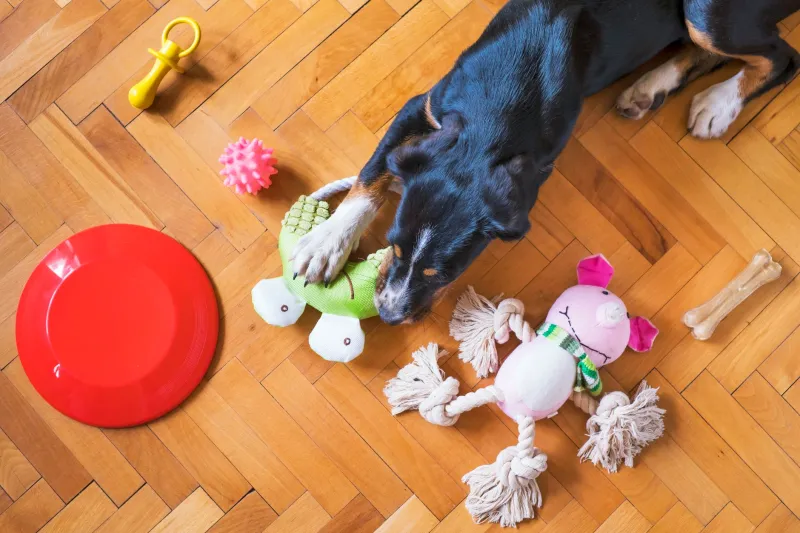 Pet entediado é pet problemático: como o enriquecimento ambiental transforma a rotina do seu animal