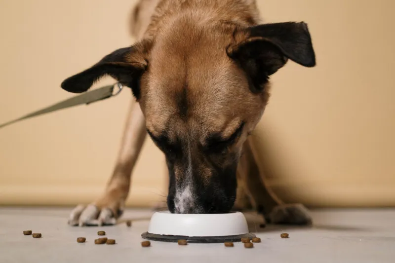 Você está alimentando seu pet do jeito errado? Veja os 5 erros mais comuns