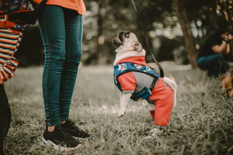 Filhote novo no bairro: como apresentar seu pet ao mundo com calma e sem traumas