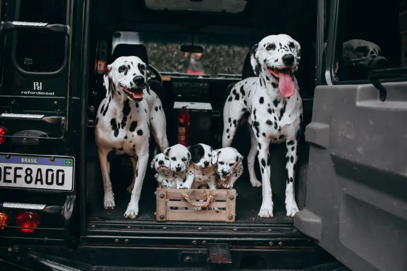 Leve seu pet na mala: o guia completo para viajar com cão ou gato sem estresse e com segurança