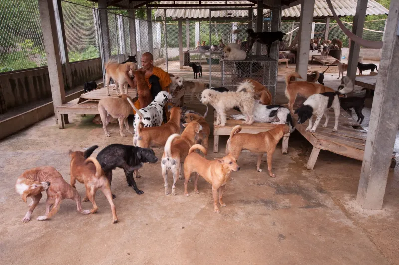 Higiene pet em casa: o guia completo para banho, tosa e cuidados sem precisar sair do bairro