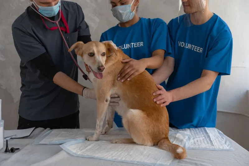 MedVet: o que é, como funciona e por que pode ser a escolha certa para o seu pet em Anhanguera