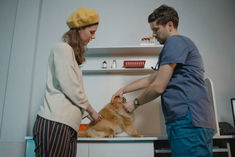 Pet com doença crônica: como manter a rotina de tratamento sem deixar a sua própria saúde de lado