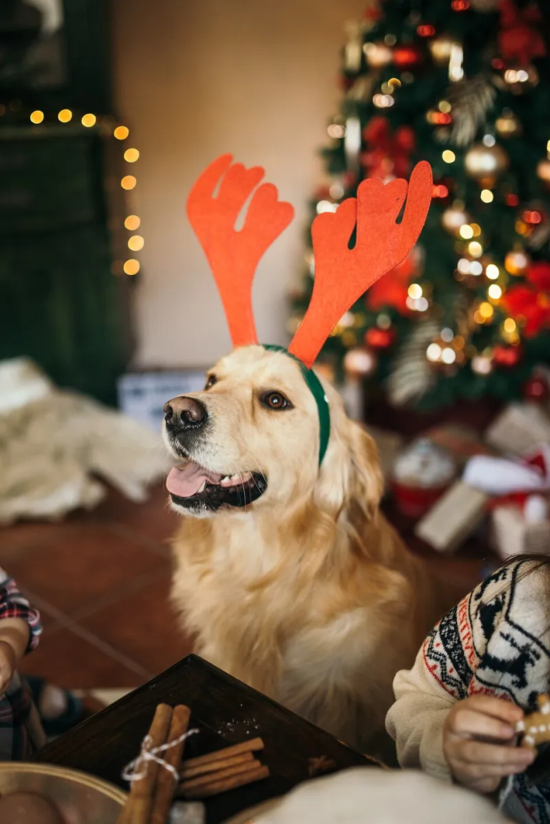 Pet em apê: guia prático para criar cães e gatos felizes mesmo sem quintal