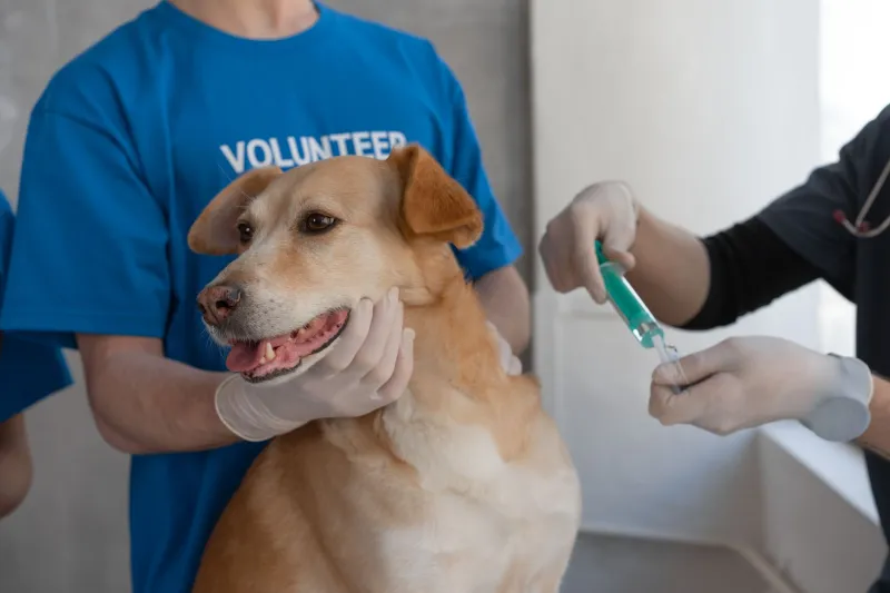 Petshop ou veterinário? Saiba onde ir em cada situação para não errar na hora do aperto