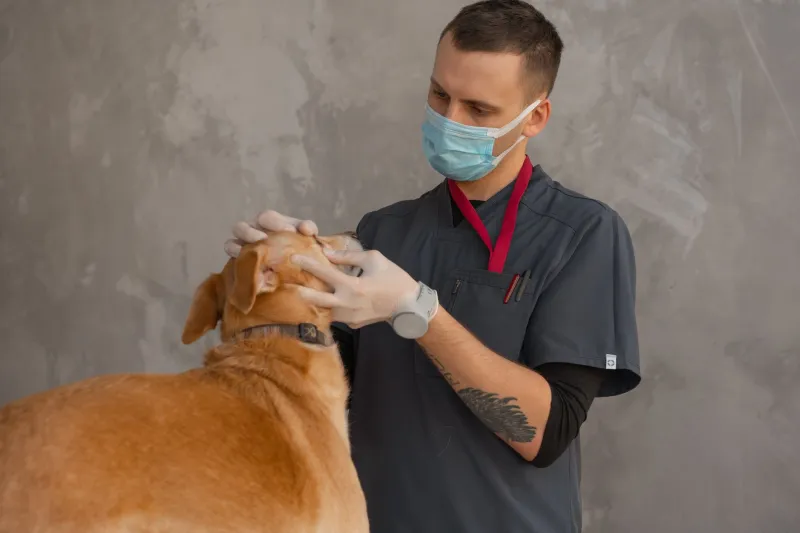 A pele do seu pet está pedindo socorro? Saiba reconhecer os sinais e agir na hora certa