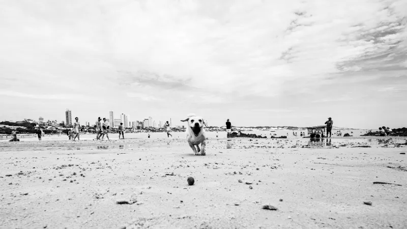 Verão em Anhanguera: Como proteger seu pet do calor antes que seja tarde